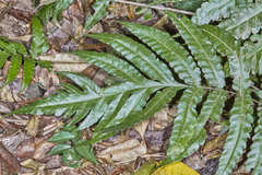 Bolbitis portoricensis