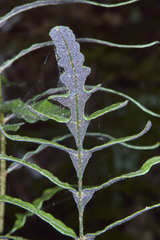 Bolbitis portoricensis