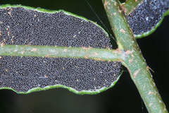 Bolbitis portoricensis