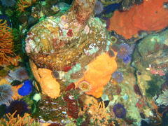 Pyura stolonifera