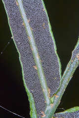 Bolbitis portoricensis