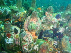 Pyura stolonifera