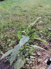 Amaranthus retroflexus