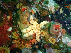 Pyura stolonifera