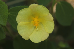 Peltaea sessiliflora