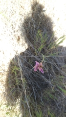 Dipterostemon capitatus