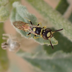 Philanthus pulchellus