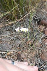 Oxalis multicaulis-recticaulis-versicolor