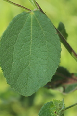 Peltaea sessiliflora