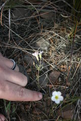 Oxalis multicaulis-recticaulis-versicolor