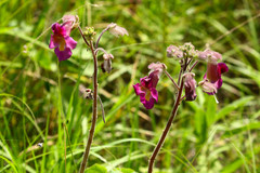 Proboscidea louisianica