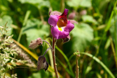 Proboscidea louisianica