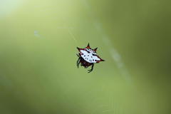 Gasteracantha sanguinolenta