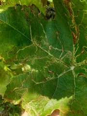 Phyllocnistis vitifoliella