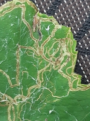 Phyllocnistis vitifoliella
