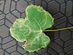 Phyllocnistis vitifoliella