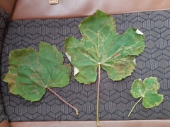 Phyllocnistis vitifoliella