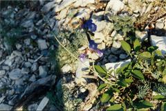 Salvia ringens