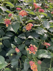 Lantana