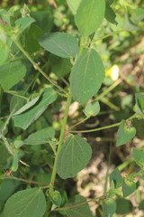 Peltaea sessiliflora