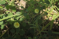 Peltaea sessiliflora