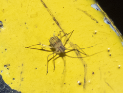 Calaphidina