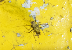 Calaphidina