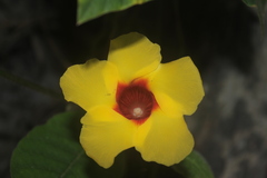 Mandevilla hirsuta