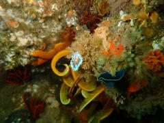 Janolidae