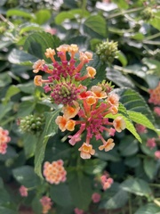 Lantana