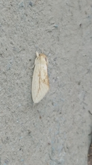 Saliocleta postica
