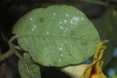 Mandevilla hirsuta