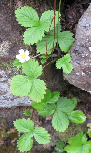 Fragaria vesca