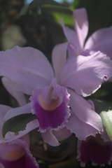 Cattleya trianae