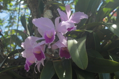 Cattleya trianae