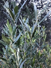 Olea exasperata