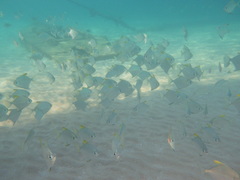 Monodactylus argenteus