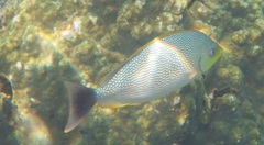 Siganus javus