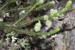 Erica sparrmanni