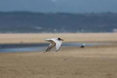 Sterna hirundo hirundo