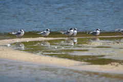 Sterna hirundo hirundo