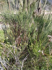 Retanilla ephedra