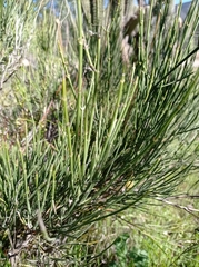 Retanilla ephedra
