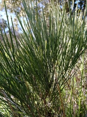 Retanilla ephedra