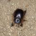 Fluffy Rhino Beetles - Photo (c) Alex Dreyer, some rights reserved (CC BY-NC), uploaded by Alex Dreyer