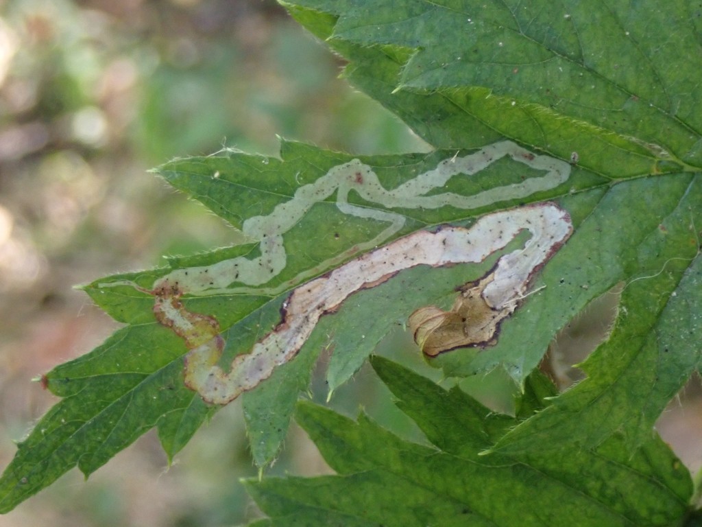Agromyza vockerothi