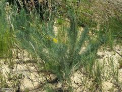 Lebeckia sepiaria