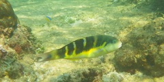 Thalassoma jansenii