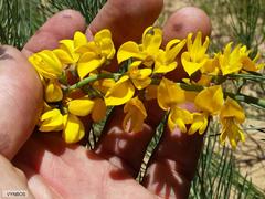 Lebeckia sepiaria