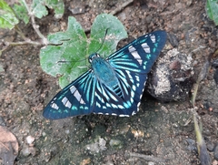 Phocides johnsoni